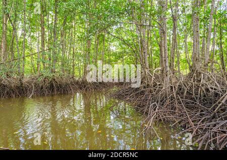 Avicennia alba at mangrove forest  in Thailand Stock Photo