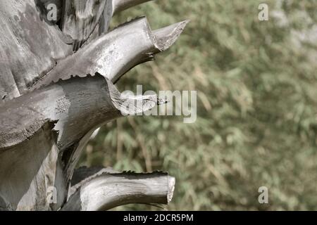 A close up view of the textured cut branches  on a coconut palm. Stock Photo