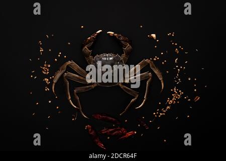 Raw Shanghai hairy crab or Chinese mitten crab (Eriocheir sinensis) with Chili and herb on black background Stock Photo