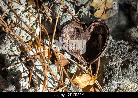 A heart shaped seed pod at a beach forest in El Nido, Plawan, Philippines Stock Photo