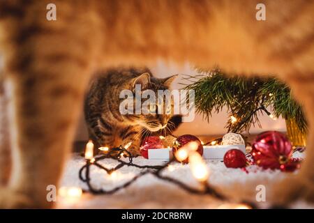 Cat on foreground and second cat between its paws. Cat near the Christmas tree, Christmas holidays concept. Stock Photo