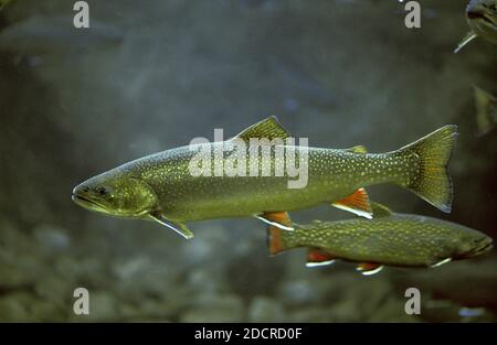 Arctic Char, salvelinus alpinus, Adult Stock Photo