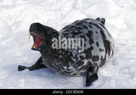 Hooded Seal, cystophora cristata, Mother calling out, Magdalena Island in Canada Stock Photo