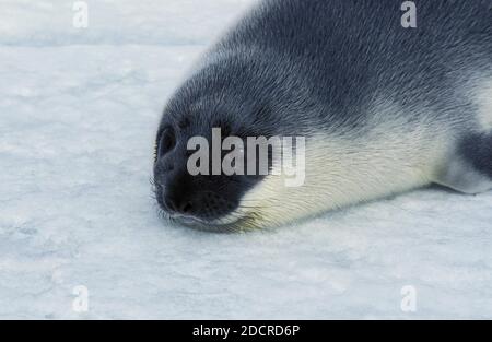 Hooded Seal, cystophora cristata, Pup standing on Icefield, Magdalena Island in Canada Stock Photo