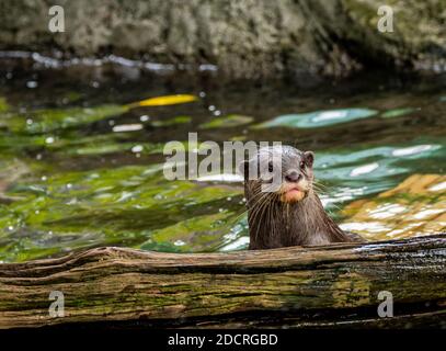 Asian small-clawed otter in the zoo Stock Photo