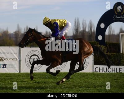 Prague, Czech Republic. 21st Nov, 2020. German jockey Alexander Pietsch with Vivienne Wells won the 75th Czech St. Leger race, on November 21, 2020, in Prague, Czech Republic. Credit: Roman Vondrous/CTK Photo/Alamy Live News Stock Photo