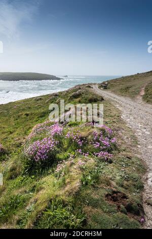 Armeria maritima Sea thrift growing on the rugged Pentire Point East in Nequay in Cornwall. Stock Photo