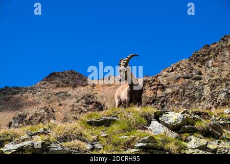 A young male Ibex (Capra ibex), standing on the pastures in the Piz Languard area. Stock Photo