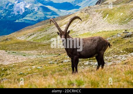 A male Ibex (Capra ibex), standing on the pastures in the Piz Languard area. Stock Photo