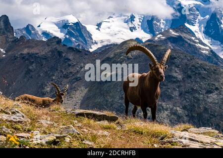 Two male Ibexes (Capra ibex), standing on the pastures in Piz Languard area, the summit of Piz Palü, partly covered in clouds, in the distance. Stock Photo