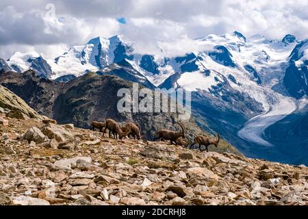 A herd of male Ibexes (Capra ibex), grazing on the rocky pastures in the Piz Languard area, the summits of Piz Palü and Bella Vista and the Morteratsc Stock Photo