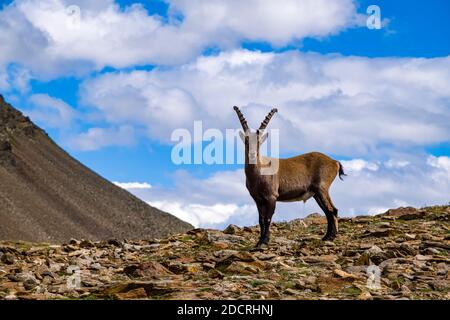 A young male Ibex (Capra ibex), standing on the rocky pastures in the Piz Languard area. Stock Photo