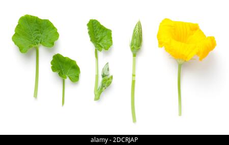 Parts of pumpkin plant. Fresh green leaves, yellow flower and flower buds isolated on white background. Top view Stock Photo
