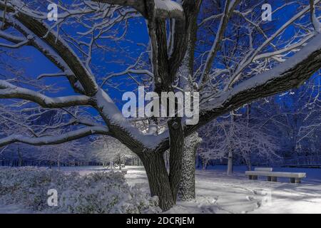 Massive branches of an oak tree against a blue night sky in a city park in winter. Fresh snow lies on the branches. Christmas story. Street Stock Photo