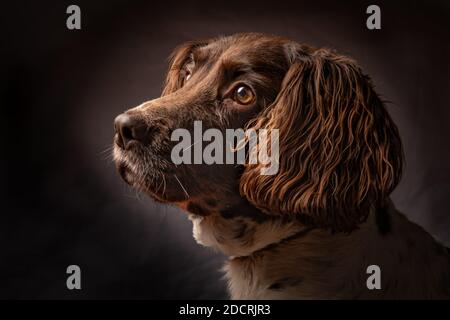 Springer Spaniel portrait Stock Photo