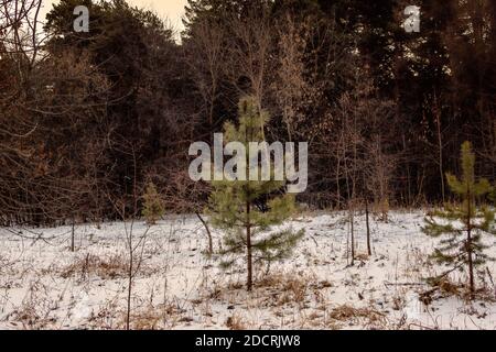 Small fluffy spruces grow in a snow-covered forest. The photo was taken in Chelyabinsk city boron. Stock Photo