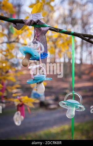 pacifier tree, for the early pacifier weaning children can hang their pacifiers in the tree and hope for a gift of the pacifier fairy, Witten, North R Stock Photo