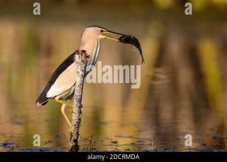 Little bittern holds on to a stick with a big fish in its beak. (Ixobrychus minutus) Stock Photo