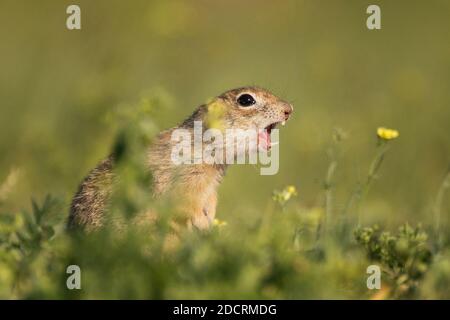 Ground squirrel (Spermophilus pygmaeus)standing waist-deep in the grass on a beautiful background and shouts. Stock Photo