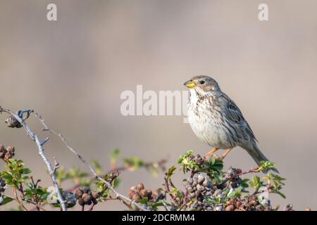 Corn Bunting (Miliaria calandra) Singing bird in spring. Beautiful light. Stock Photo