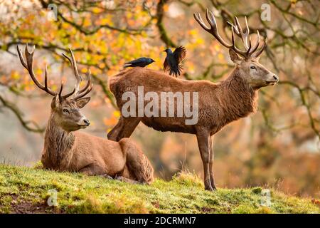 Two crows squabble on the back of a stag as they feed on ticks as the deer herd roam on the Ashton Court Estate, Bristol, in crisp and cold Autumnal weather. Stock Photo