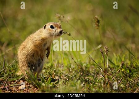 Funny ground squirrel on the ground with a leaf in his mouth. Stock Photo