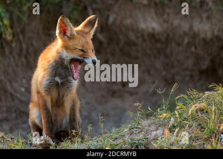 Little Red Fox yawns near the hole. Vulpes vulpes. Stock Photo