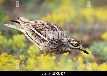 Eurasian stone curlew, Burhinus oedicnemus, in natural habitat. Stock Photo