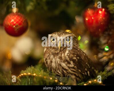 The little owl sitting on a Christmas tree near Christmas toys. Stock Photo