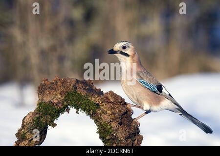 Eurasian jay (Garrulus glandarius) on the winter bird feeder. Stock Photo