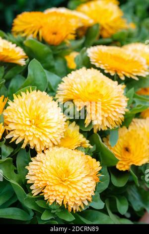 Calendula officinalis 'Apricot Twist'. Pot Marigold 'Apricot Twist'. English Marigold 'Apricot Twist' Stock Photo