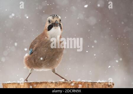 Eurasian jay (Garrulus glandarius) sitting on a bird feeder during a snowfall. Stock Photo