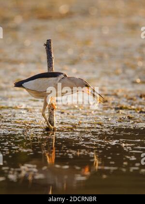 Little bittern holds on to a stick with a big fish in its beak, Ixobrychus minutus. Stock Photo