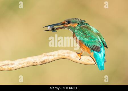 Kingfisher sitting in a spray stick with a fish in its beak on a beautiful background. Alcedo atthis. Stock Photo