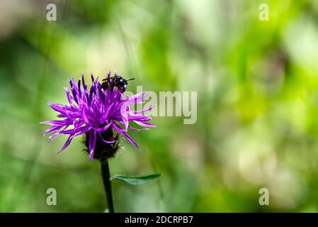 Honey bee collecting nectar from a pink flower, close-up photo of a flower and bee Stock Photo