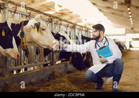 Careful cattle veterinarian with clipboard in hand checking on cows in barn on dairy farm Stock Photo