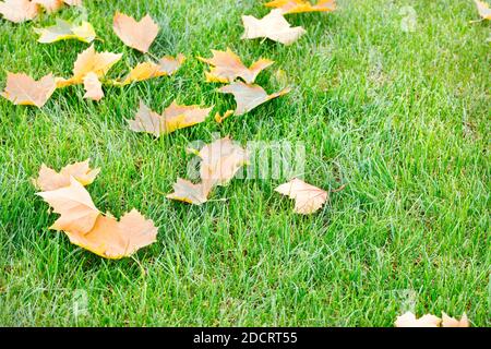 Fallen yellow maple leaves on green grass, close-up, copy space, selective focus. Stock Photo
