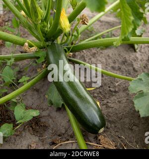 Zucchini. Homegrown flowering and ripe fruits of zucchini in vegetable garden Stock Photo