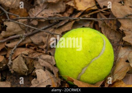 A tennis ball is lying on the fallen leaves Stock Photo