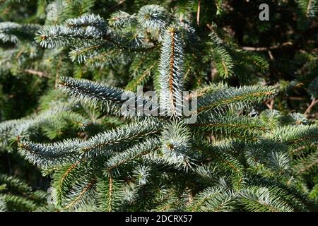 Blue green leaves needles of the Sitka Spruce Picea sitchensis conifer tree Stock Photo