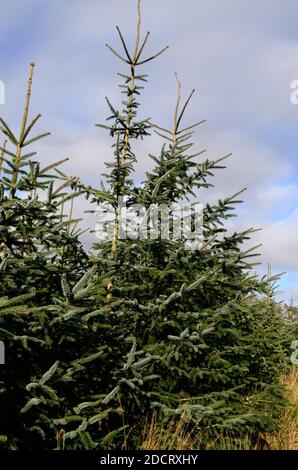 Sitka spruce tree Pincea sitchensis coniferous tree growing in a forestry plantation Glamorgan Wales Uk Stock Photo