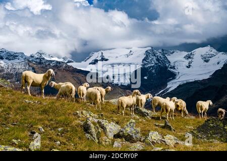 A flock of sheep is grazing near the lake Lago della Manzina, the Palon de la Mare mountain group in the distance. Stock Photo