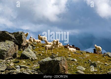 A flock of sheep is grazing near the lake Lago della Manzina, the Palon de la Mare mountain group in the distance. Stock Photo