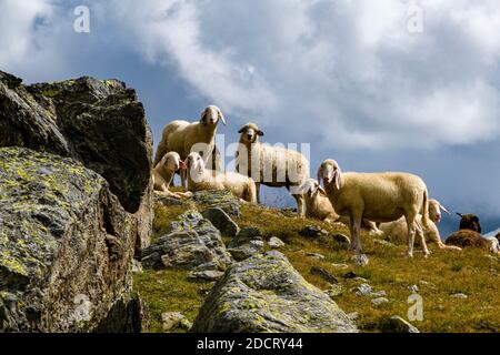 A flock of sheep is grazing near the lake Lago della Manzina. Stock Photo