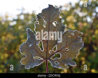 Rime on autumn colored withered leaf from maple tree Stock Photo