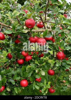 Fallen apples laying on the ground under tree with ripe red apples Stock Photo