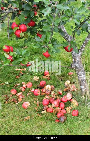Fallen apples laying on the ground under tree with ripe red apples Stock Photo
