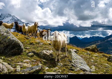 A flock of sheep is grazing near the lake Lago della Manzina, the Palon de la Mare mountain group in the distance. Stock Photo