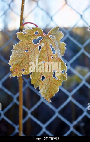 Rime on autumn colored withered leaf from maple tree hanging in front of a fence Stock Photo