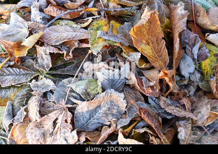 Different autumn colored fallen leaves laying on the ground Stock Photo